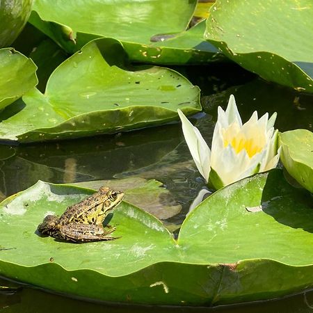 Skadar Lake Family Resort Rijeka Crnojevića Esterno foto