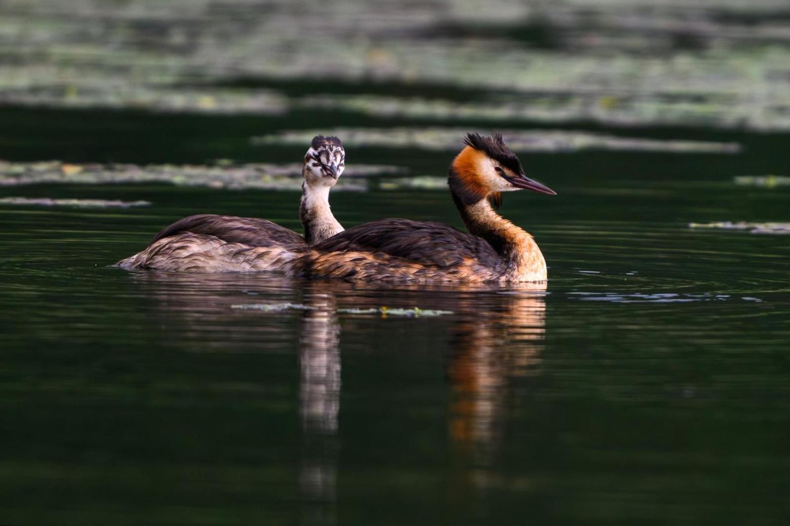 Skadar Lake Family Resort Rijeka Crnojevića Esterno foto